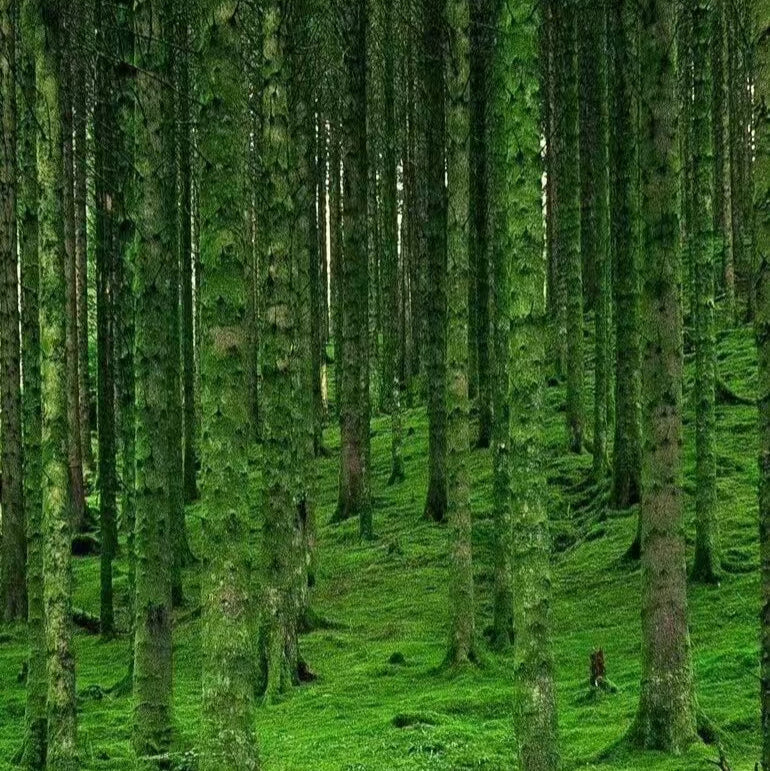 [Energy Supply] Fengshui Sound Bath -- Pure Nature Energy in a Song