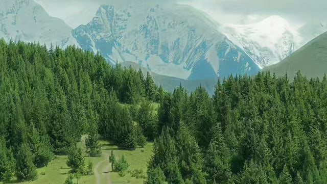 [Energy Supply] Fengshui Sound Bath -- Pure Nature Energy in a Song